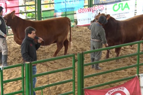 Expo Rural Villaguay 2022 - Concurso de Jurados Angus