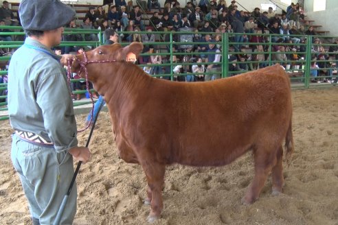 Expo Rural Villaguay 2022 - Concurso de Jurados Angus