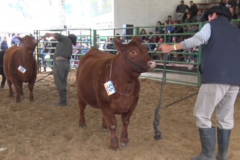 Expo Rural Villaguay 2022 - Concurso de Jurados Angus