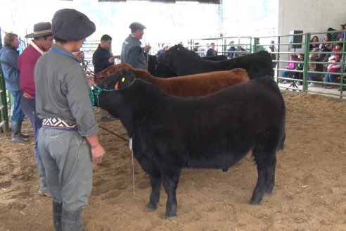 Expo Rural Villaguay 2022 - Concurso de Jurados Angus