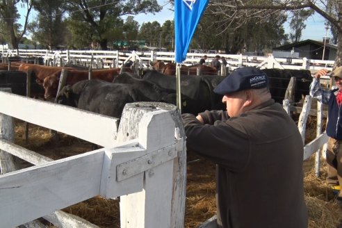 Expo Rural Villaguay 2022 - Jura Angus Puro Controlados