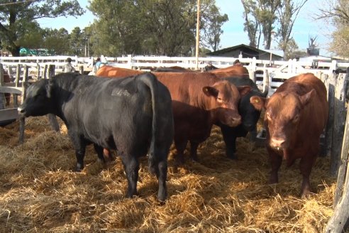 Expo Rural Villaguay 2022 - Jura Angus Puro Controlados