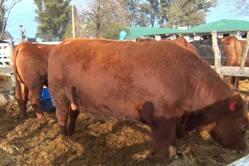 Expo Rural Villaguay 2022 - Jura Angus Puro Controlados