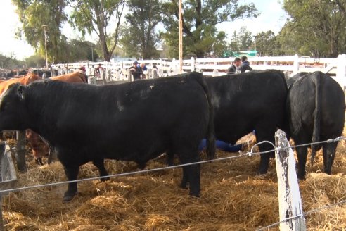 Expo Rural Villaguay 2022 - Jura Angus Puro Controlados