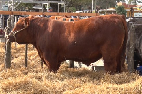 Expo Rural Villaguay 2022 - Jura Angus Puro Controlados