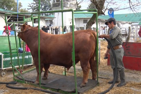 Expo Rural Villaguay 2022 - Jura Angus Puro Controlados