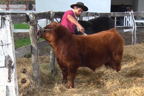 Expo Rural Villaguay 2022 - Jura Angus Puro Controlados