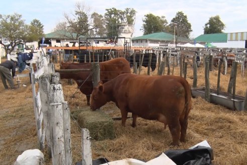 Expo Rural Villaguay 2022 - Jura Angus Puro Controlados