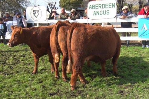 Expo Rural Villaguay 2022 - Jura Angus Puro Controlados