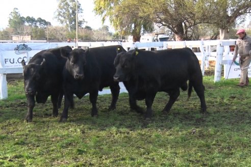 Expo Rural Villaguay 2022 - Jura Angus Puro Controlados