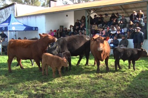 Expo Rural Villaguay 2022 - Jura Angus Puro Controlados