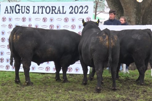 Expo Rural Villaguay 2022 - Jura Angus Puro Controlados