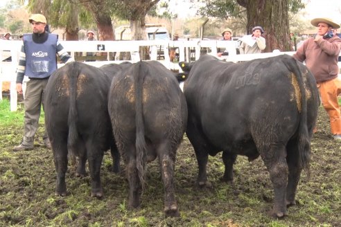 Expo Rural Villaguay 2022 - Jura Angus Puro Controlados