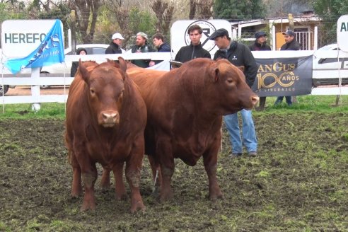 Expo Rural Villaguay 2022 - Jura Angus Puro Controlados