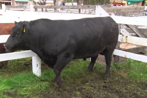 Expo Rural Villaguay 2022 - Jura Angus Puro Controlados