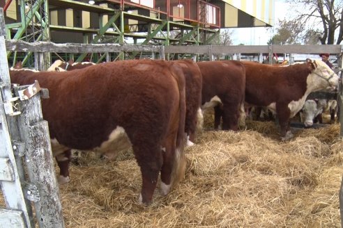 Jura Hereford - Expo Rural Villaguay 2022