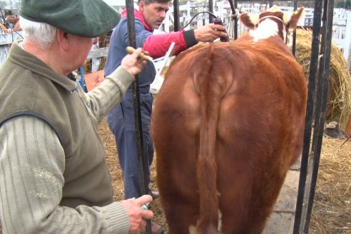 Jura Hereford - Expo Rural Villaguay 2022