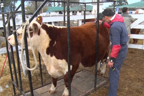 Jura Hereford - Expo Rural Villaguay 2022