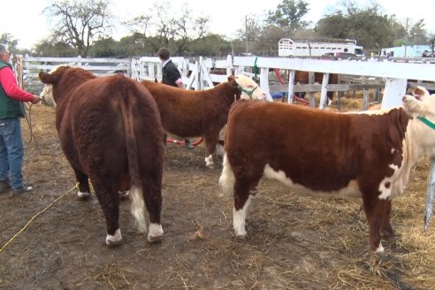 Jura Hereford - Expo Rural Villaguay 2022