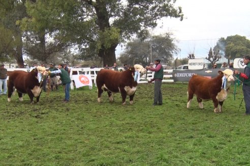 Jura Hereford - Expo Rural Villaguay 2022