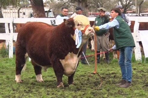 Jura Hereford - Expo Rural Villaguay 2022