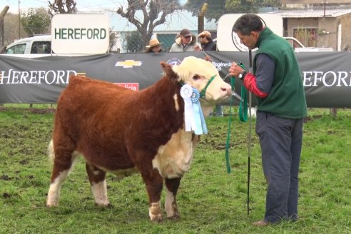 Jura Hereford - Expo Rural Villaguay 2022