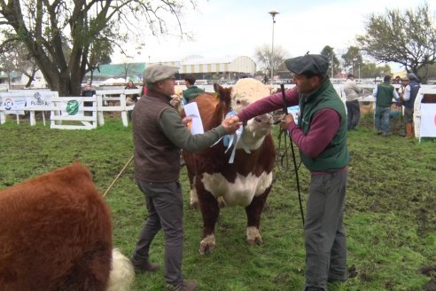 Jura Hereford - Expo Rural Villaguay 2022