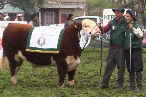 Jura Hereford - Expo Rural Villaguay 2022