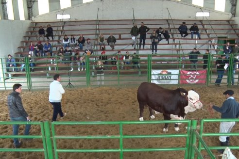 Jura Braford - Expo Rural Villaguay 2022