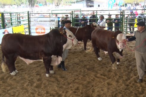 Jura Braford - Expo Rural Villaguay 2022