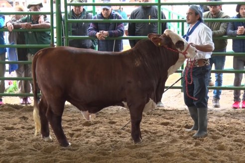 Jura Braford - Expo Rural Villaguay 2022