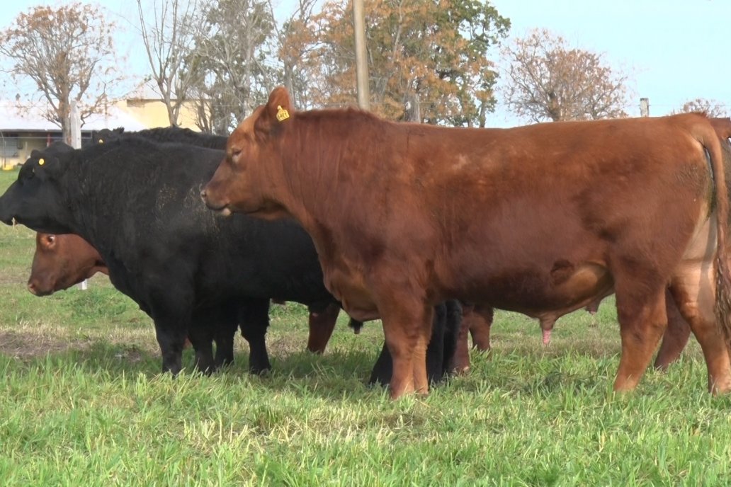 La inscripción de animales ya llegó a los 450 ejemplares de pedigree y PP. La inscripción de animales ya llegó a los 450 ejemplares de pedigree y PP.
