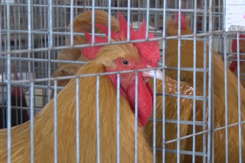 Otra vez tomarán muestras en la granja Santa Ana para definir la presencia de influenza aviar