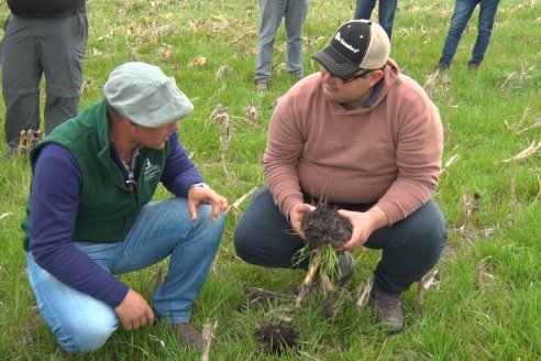 Jornada de Intensificación Sustentable en Suelos Vertisoles - Establecimiento Los Robles - Maciá