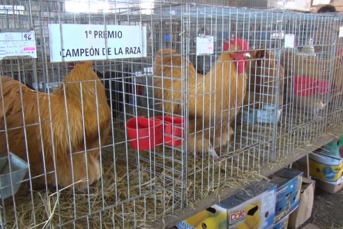 El norte entrerriano mostró su potencial desde Exposición Rural de la Sociedad Rural de Federal