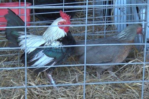 El norte entrerriano mostró su potencial desde Exposición Rural de la Sociedad Rural de Federal