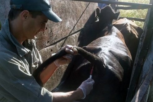 Senasa modificó su sistema de control de brucelosis bovina