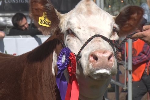 Curuzú Cuatiá se vistió de Hereford