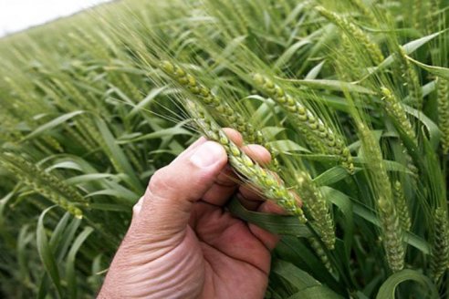 La baja de precios que acusan los fertilizantes empuja la intención de siembra de trigo