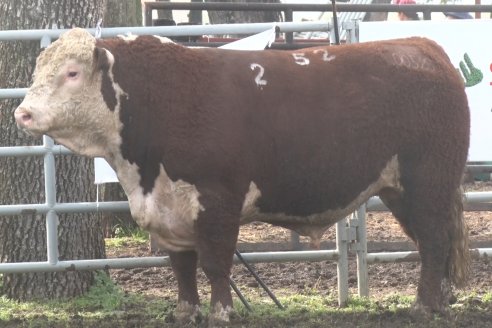 35° Exposición Nacional de Hereford y Campeonato de Terneros - Curuzú Cuatiá - Corrientes