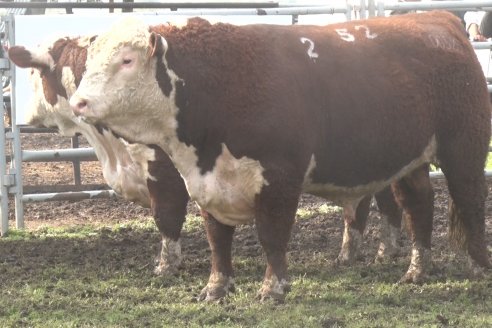 35° Exposición Nacional de Hereford y Campeonato de Terneros - Curuzú Cuatiá - Corrientes