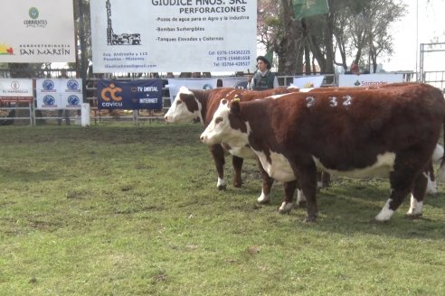 35° Exposición Nacional de Hereford y Campeonato de Terneros - Curuzú Cuatiá - Corrientes