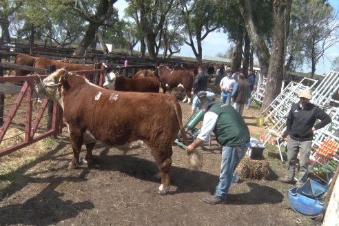 35° Exposición Nacional de Hereford y Campeonato de Terneros - Curuzú Cuatiá - Corrientes