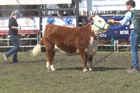 35° Exposición Nacional de Hereford y Campeonato de Terneros - Curuzú Cuatiá - Corrientes