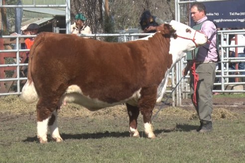 35° Exposición Nacional de Hereford y Campeonato de Terneros - Curuzú Cuatiá - Corrientes