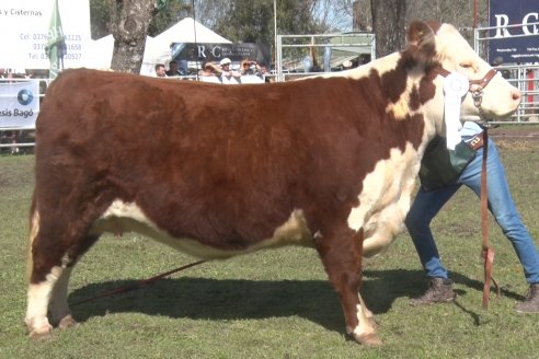 35° Exposición Nacional de Hereford y Campeonato de Terneros - Curuzú Cuatiá - Corrientes