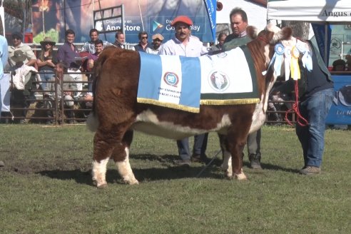 35° Exposición Nacional de Hereford y Campeonato de Terneros - Curuzú Cuatiá - Corrientes