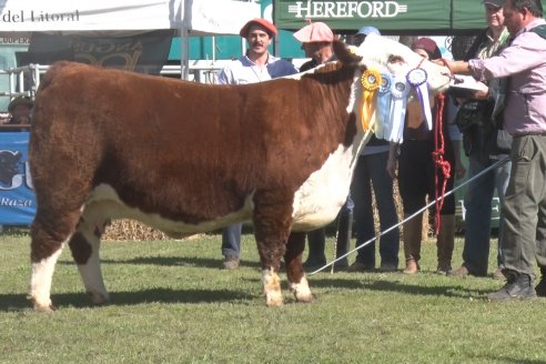 35° Exposición Nacional de Hereford y Campeonato de Terneros - Curuzú Cuatiá - Corrientes