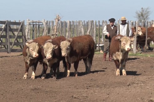 1° Jura Fenotípica de la 1° Prueba Pastoril Hereford Mesopotámica - EEA INTA C.del Uruguay - Entre Ríos