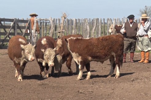 1° Jura Fenotípica de la 1° Prueba Pastoril Hereford Mesopotámica - EEA INTA C.del Uruguay - Entre Ríos